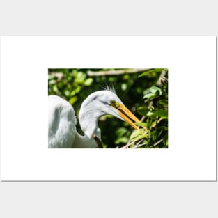 Great white egret in wildlife preserve Posters and Art